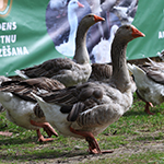 Zosis.JPG
